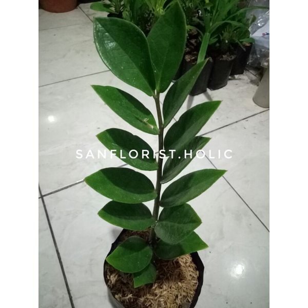 Zamia / Tanaman Hias Zamia Dolar / Zamia Dollar