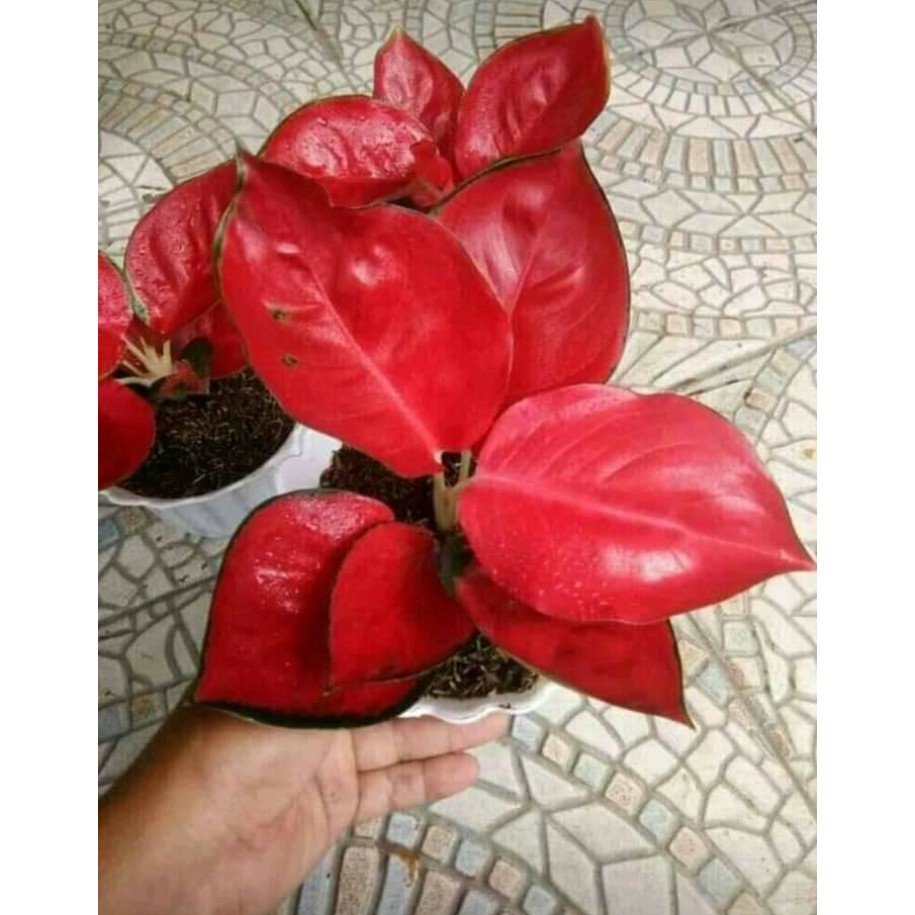 Aglonema red suksom super spesial