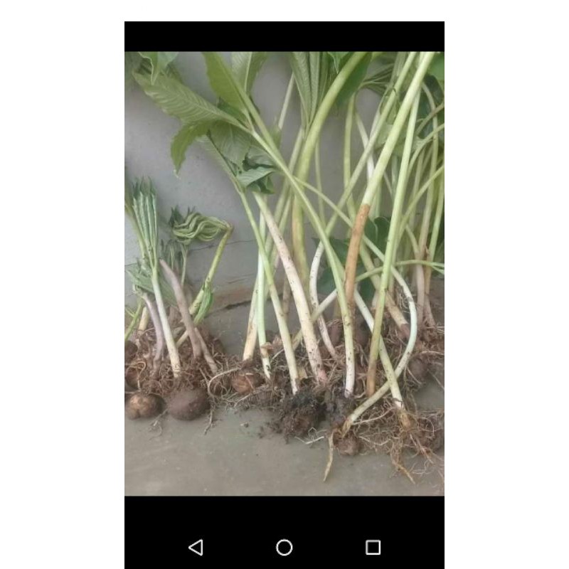 Bibit porang buah umbi asli hutan