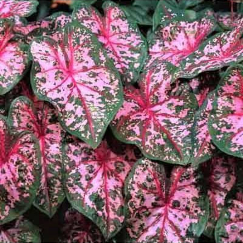 caladium whorton caroline / caladium worton carolyn / keladi whorton carine
