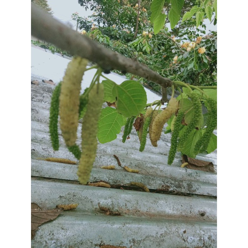 cutting long white murbei