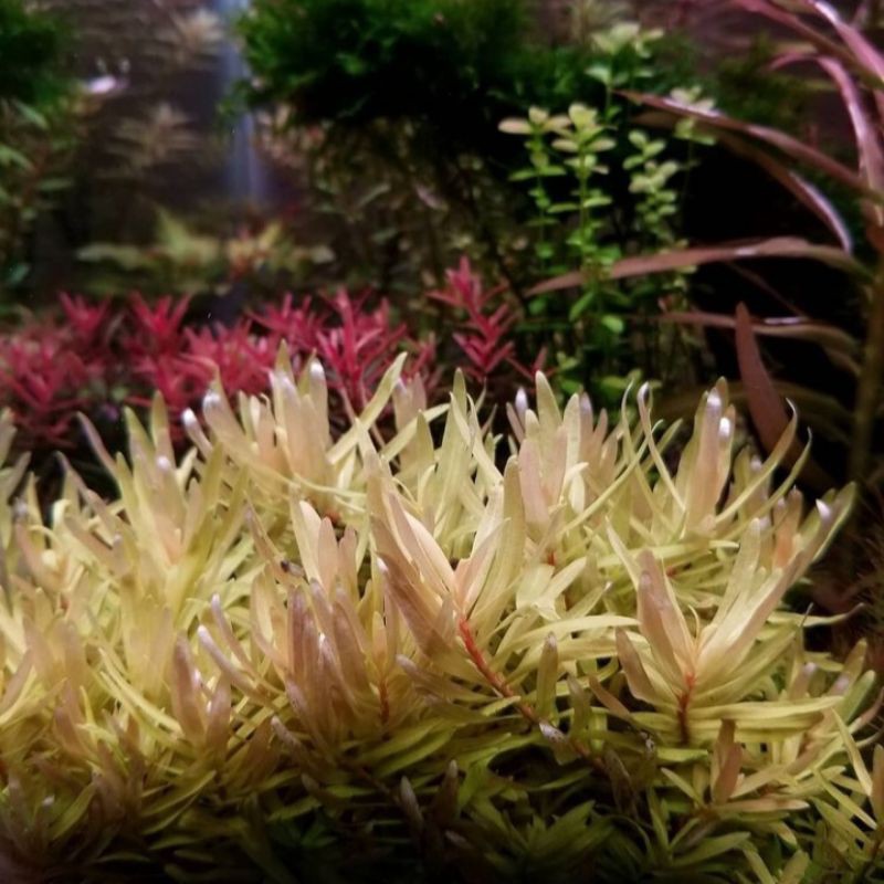 

ammania neasea pedicillata golden