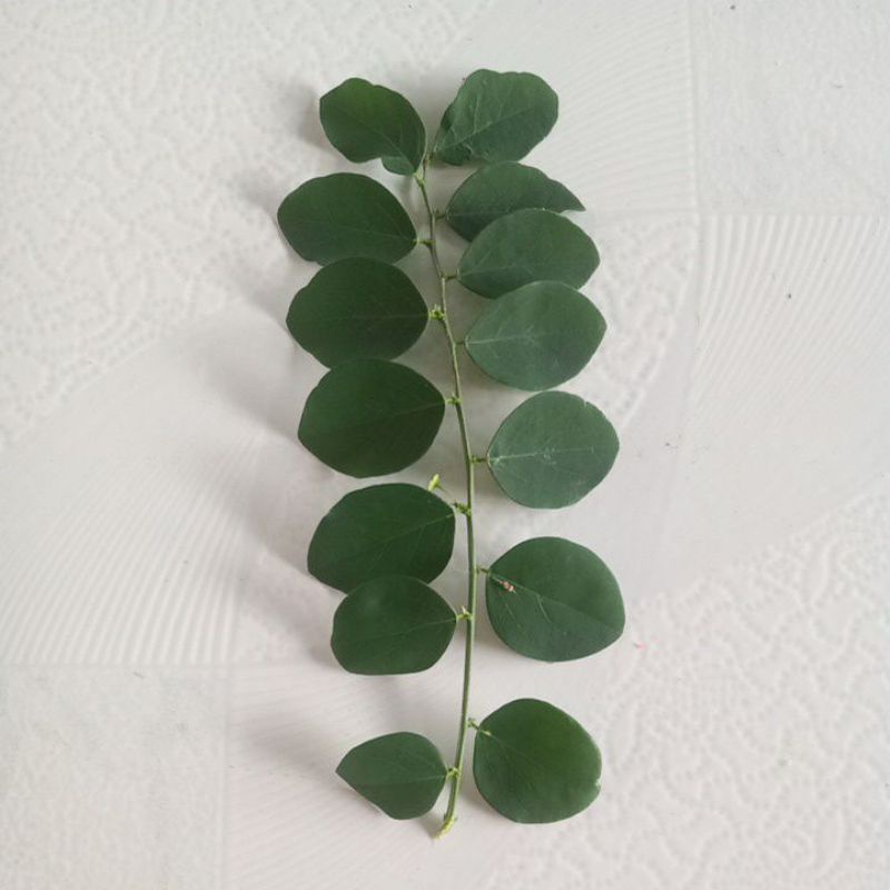 

Daun / Sayuran Katu / Katuk Segar Fresh Petik Langsung Per Tangkai