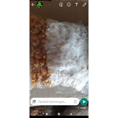 bibit jamur murah f2