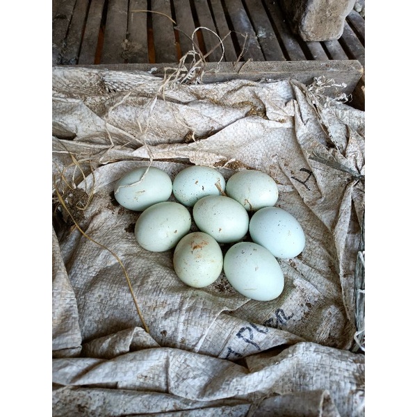

Telor Birma aslia