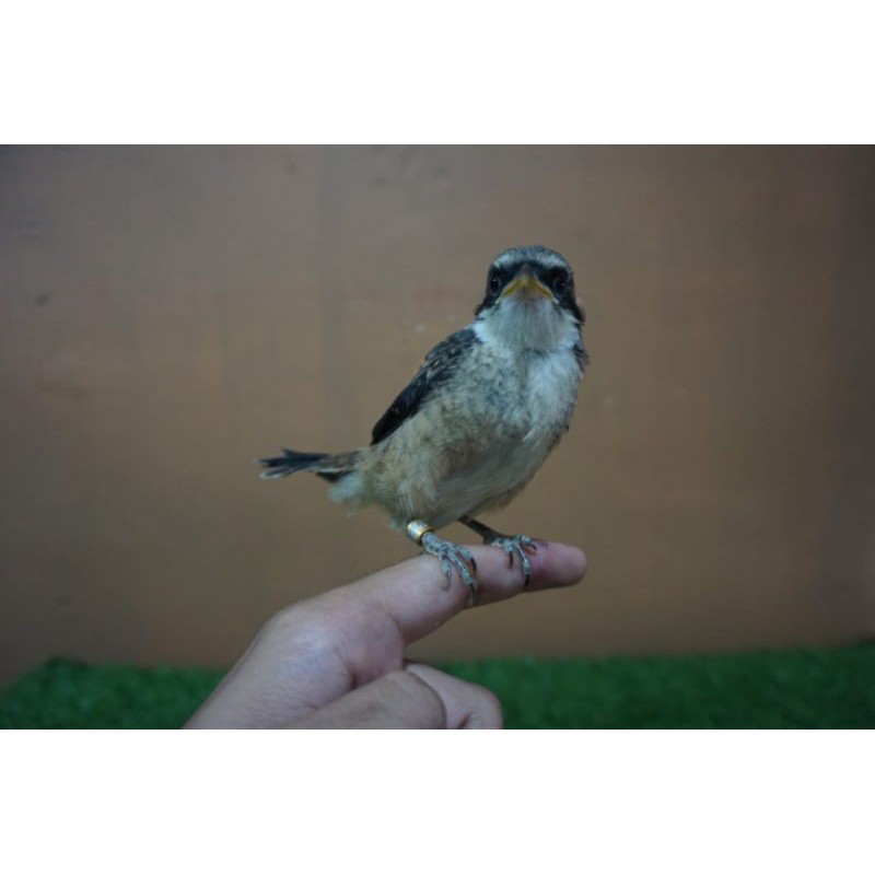 Cendet Pentet Banyuwangi SUPER Joss Pala Gosong