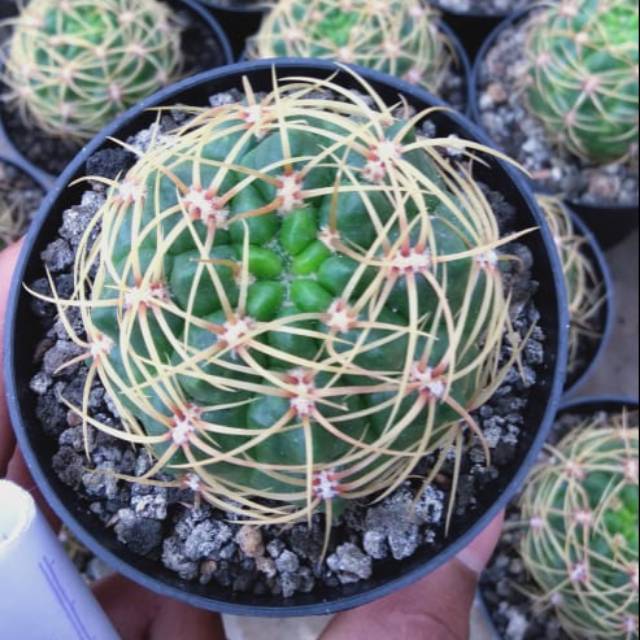 Kaktus OwnRoot Mamil