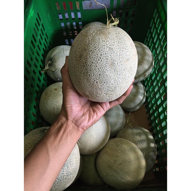 

Melon rock / buah melon 2kg fresh