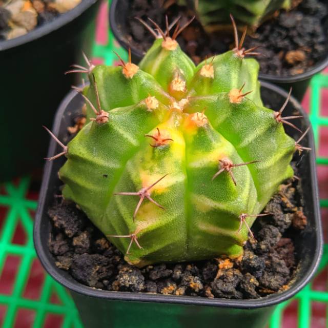 Kaktus paket 2 pcs Gymno Miha Thailand