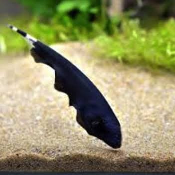 Ikan Hias Aquascape " Black Ghost 2 Inch "