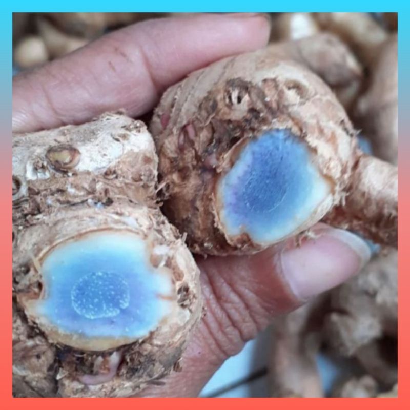 

Terlaris Kunyit Hitam Segar 500gr