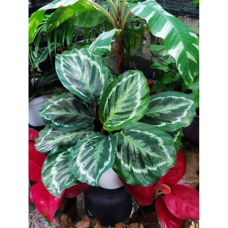 calathea medalion