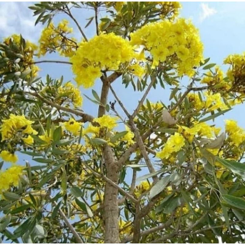 tanaman tabebuya bunga kuning/pohon tabebuya kuning