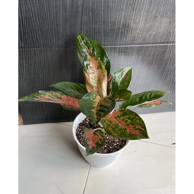 Aglonema Kochin Tembaga, rimbun, indukan