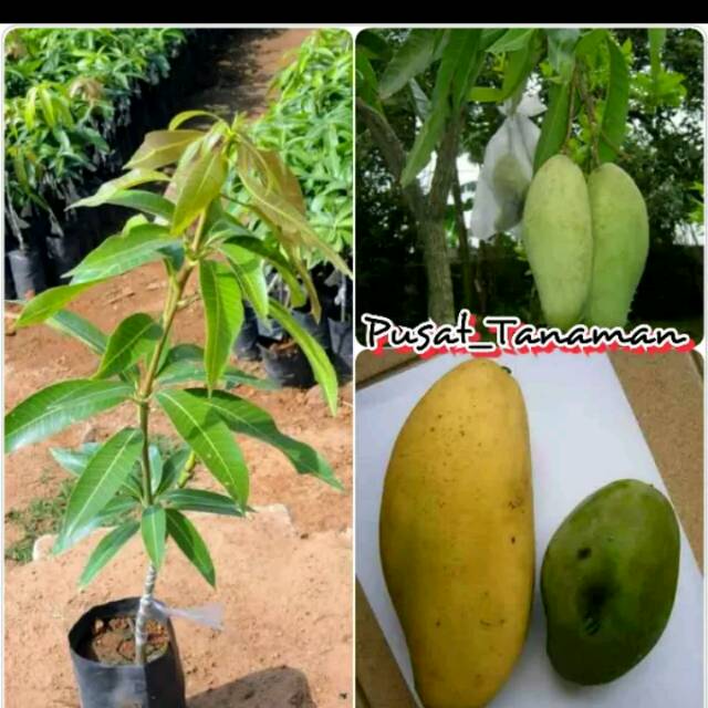 Bibit Pohon Mangga Golek