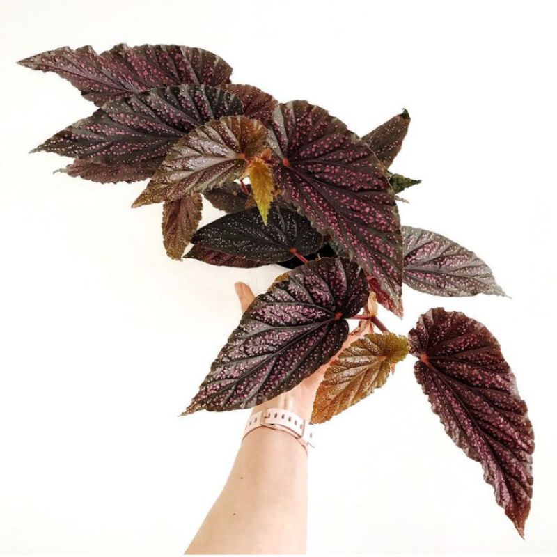 TANAMAN HIAS BEGONIA ANGEL WING