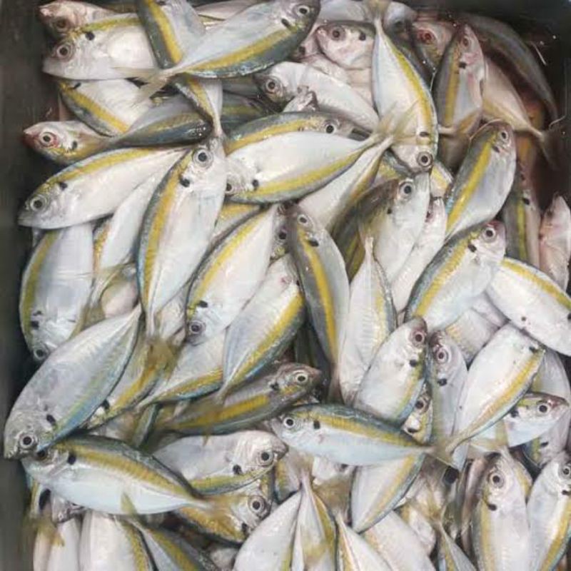 Jual Ikan Kembung Selar Kecil Ikan Selar Kuning Kecil Indonesia Shopee Indonesia