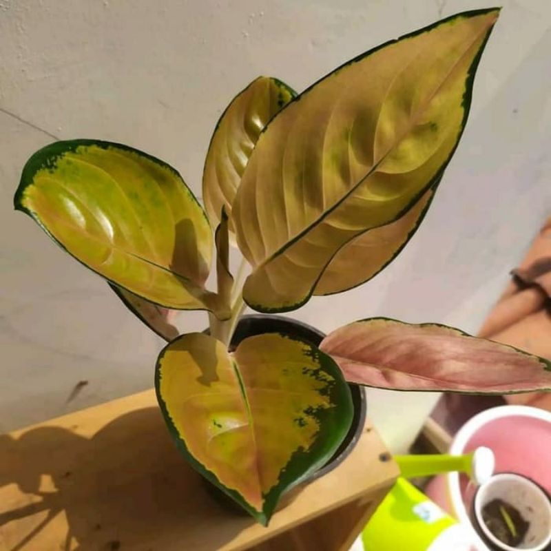 Aglonema sultan brunei (baby)