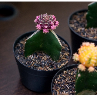 Kaktus warna warni gymno Moon Cactus Grafting | Shopee Indonesia