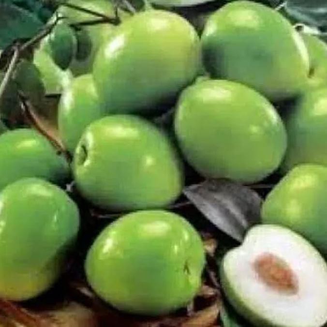 Bibit Tanaman Buah Apel Putsa/Apel India