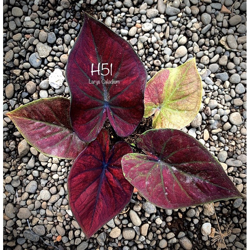 BIBIT TANAMAN CALADIUM/KELADI BLACK COOPER/H51