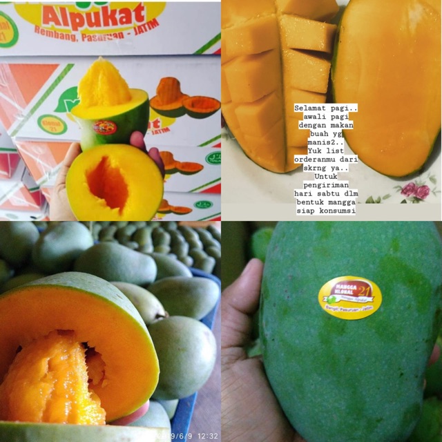 

Mangga alpukat knonal 21 asli pasuruan berat 5kg estimasi 9-11 buah