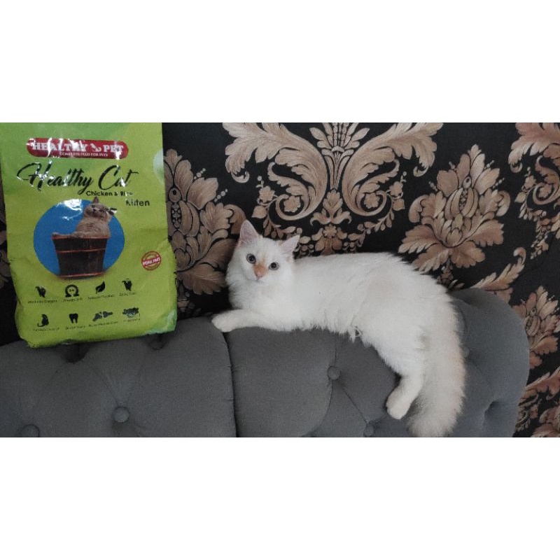 Kitten persia mix himalaya