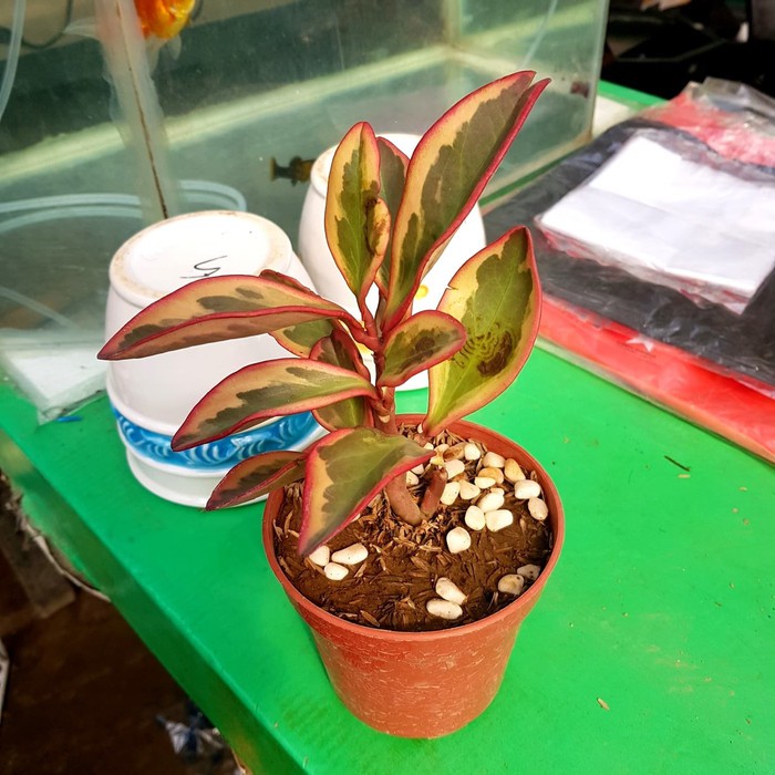 PROMO Hoya merah
