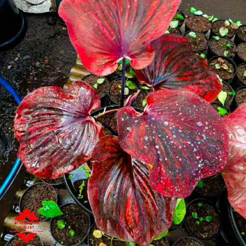 NAGOYA bibit kecil caladium keladi merah merona nursery mmnursery tanaman hias kaladi