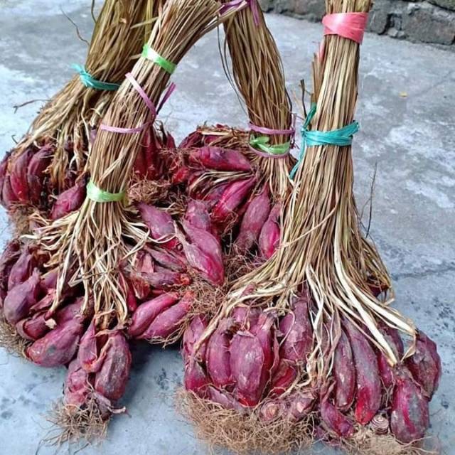 

Bawang dayak 1 ikat 150 ribu