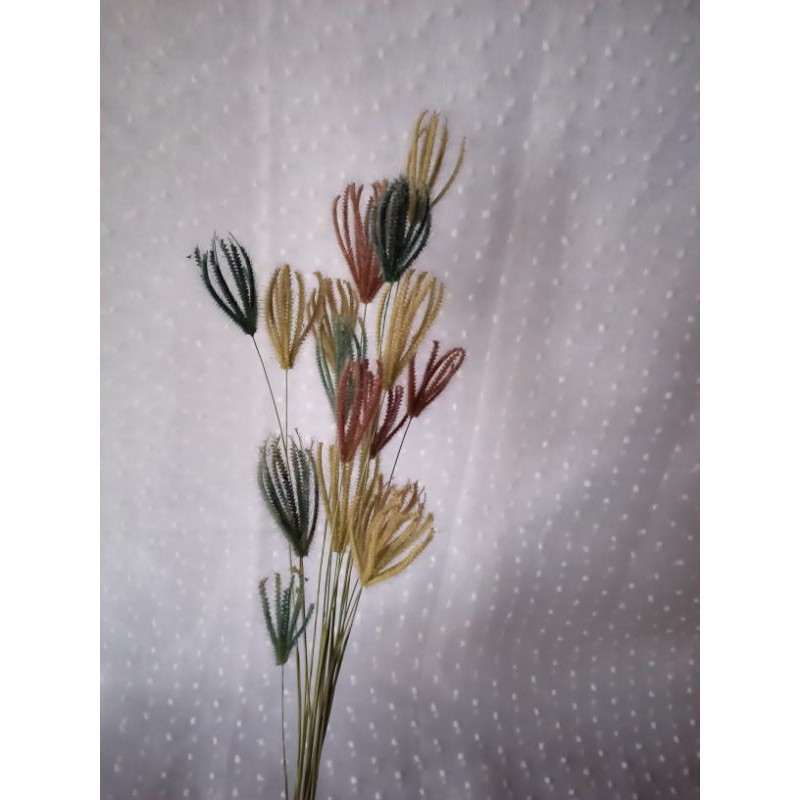 dried cynodon grass Medusa grass ilalang kering bunga kering rumput kering daun kering bunga hias