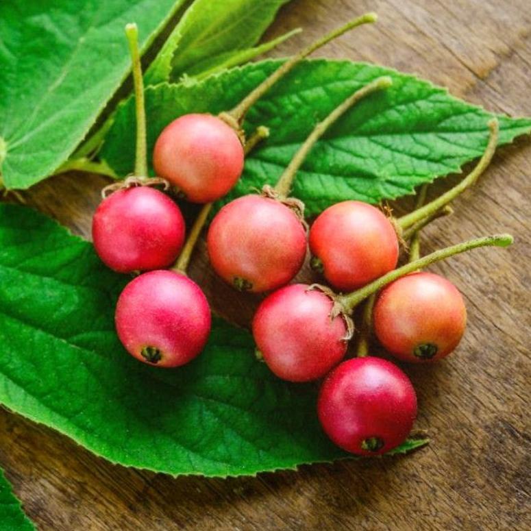 

[KODE PRODUK P0GLA5187] Buah TALOK / Buah KERSEN / Jamaica Cherry