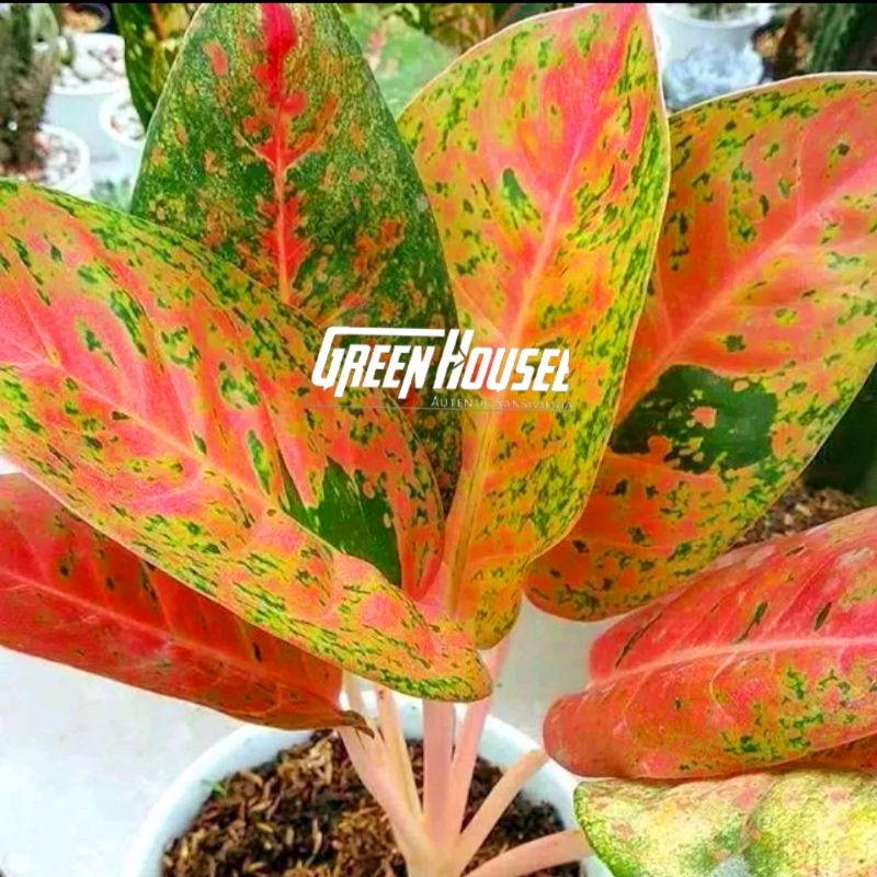 AGLONEMA BIGROY/AGLONEMA MURAH