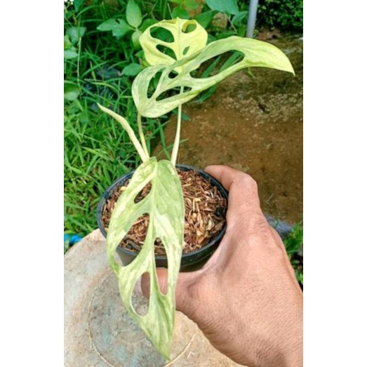 tanaman hias janbol variegata