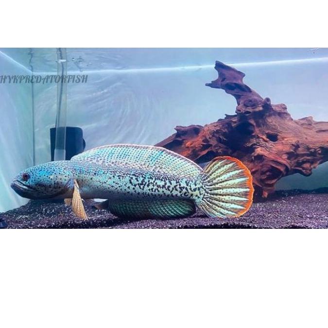 MEN SALE Ikan chana baby Barca bahan kontes grosir