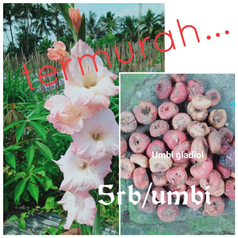 umbi gladiol