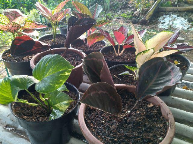 Tanaman Hias Calathea Black Lipstik - Meranti Papua