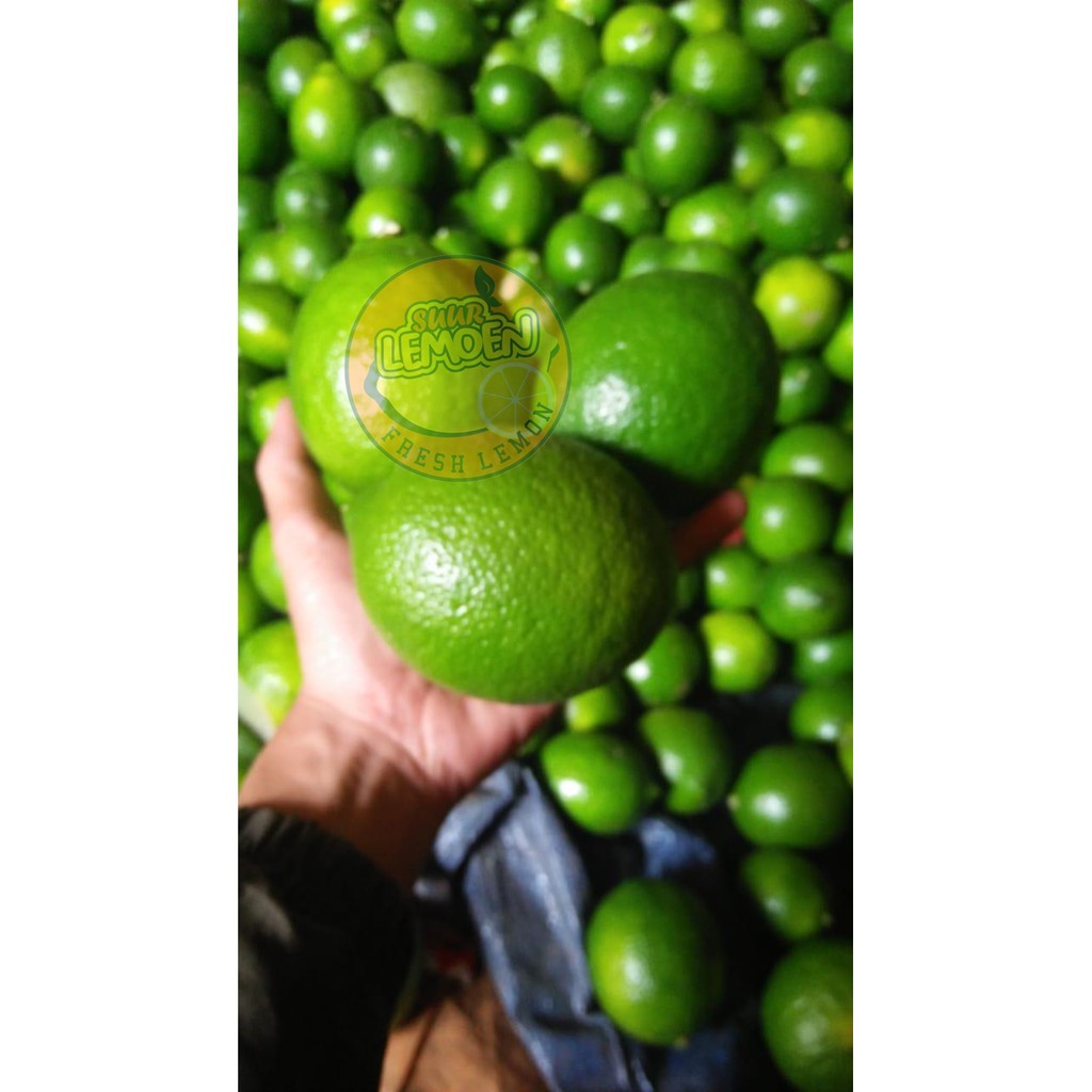 Jeruk Lemon California HIJAU 1/2 kg 500 gram by Suur Lemoen ID