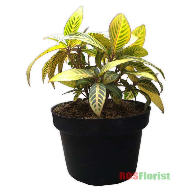 Tanaman Aphelandra Kuning