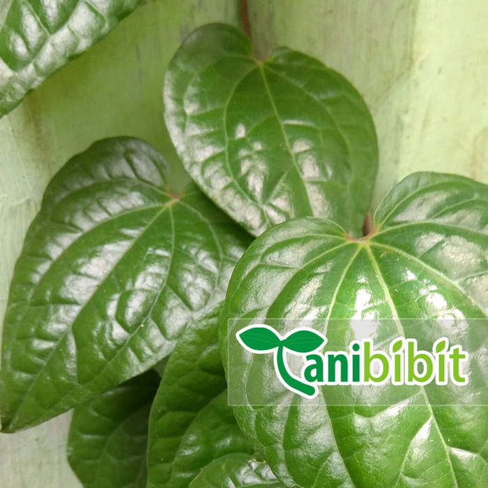 

Daun Sirih Hijau Segar 1 Kg - Obat Herbal Daun Sereuh