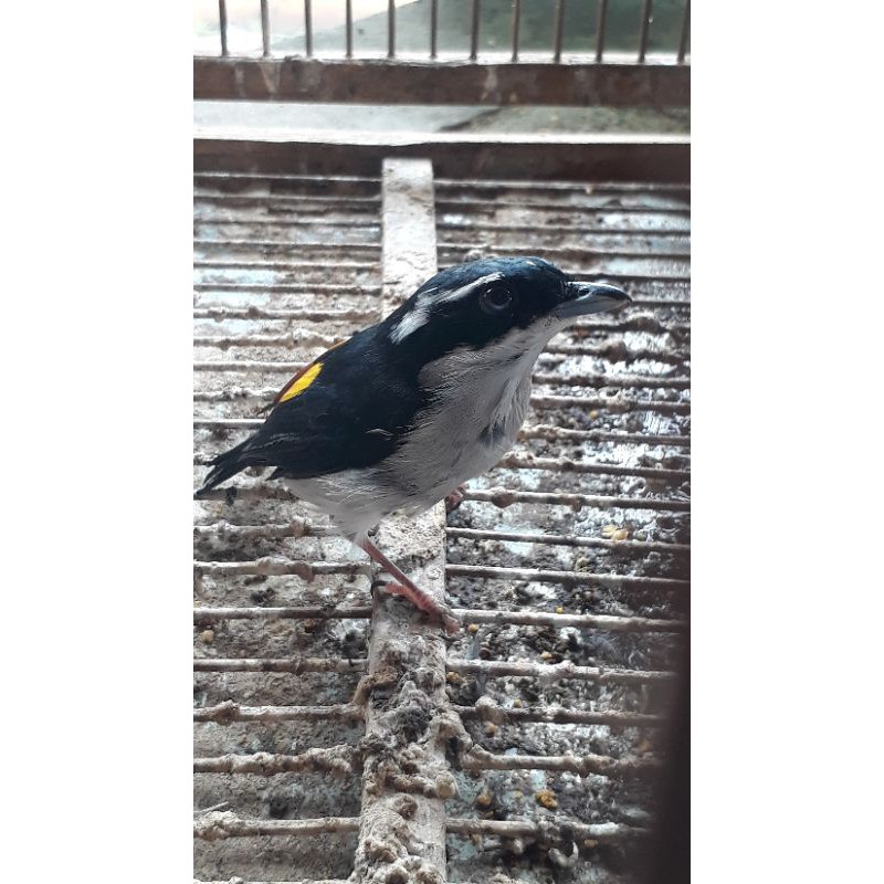 burung pentet kembang bahan rawatan