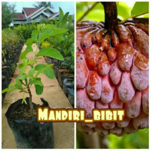 Bibit Srikaya Merah