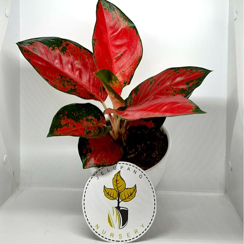 AGLAONEMA SUKSOM  CULTURE THAILAND/TANAMAN HIAS AGLO IMPORT/AGLONEMA SUKSOM STANG PANJANG