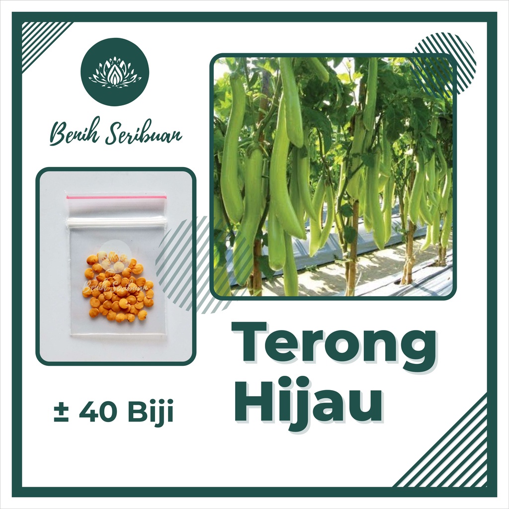 TERMURAH Bibit Sayuran Benih Sayur Paket Lengkap Tanaman Hidroponik Kangkung Bayam Cabe Sawi Unggul-TERONG HIJAU PANJANG
