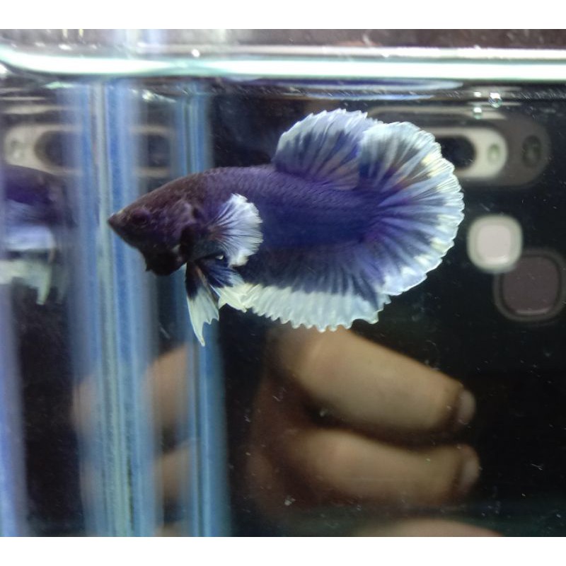 ikan cupang big ear buterrflay