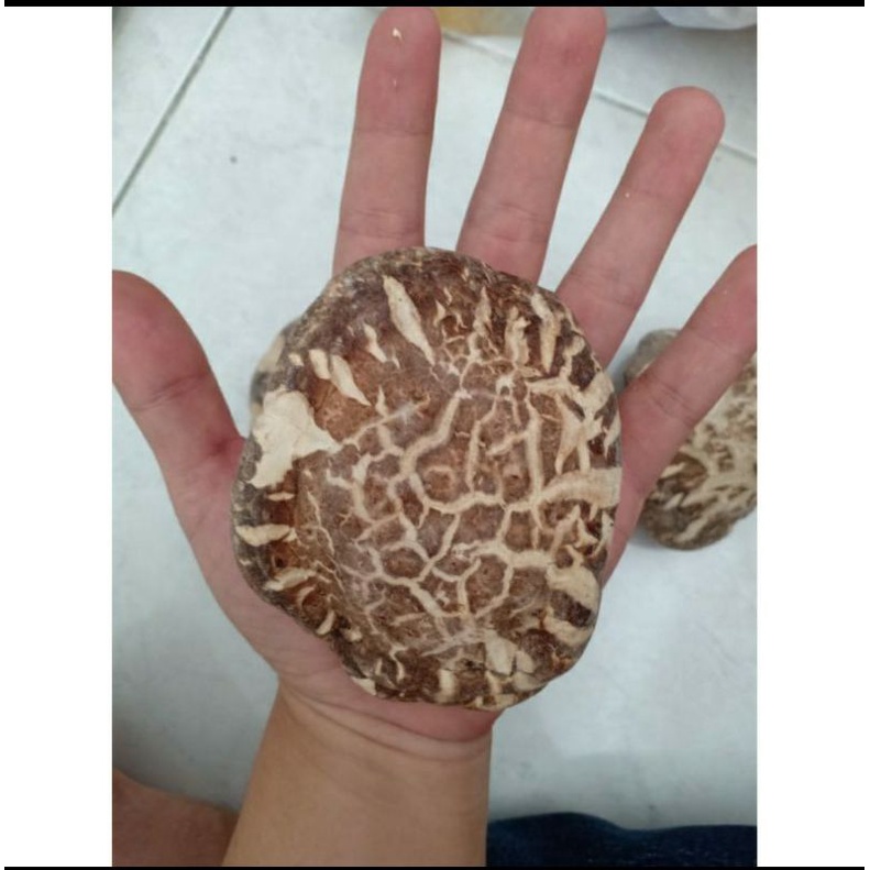 

Jamur hioko kering /shitake /payung - Grade A+ tebal & harum ukuran 5-7cm (500 gr)