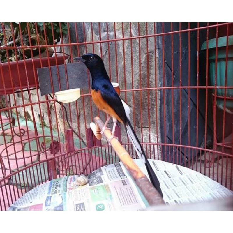 mure batu medan MH non gembung rawatan ekor panjang
