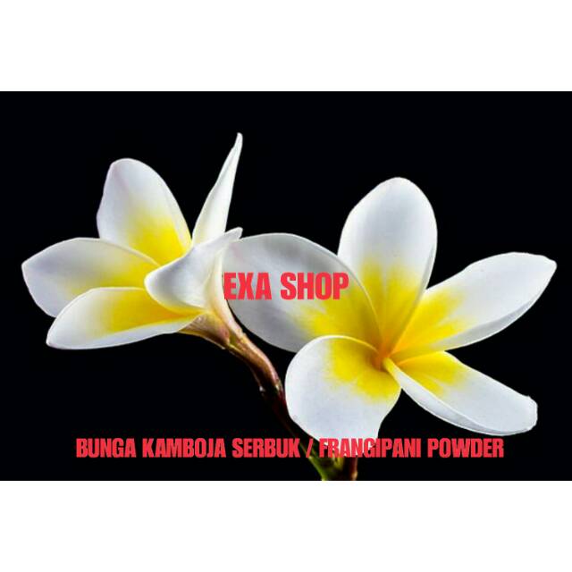 

Bunga Kamboja Bubuk - Serbuk / Frangipani Powder 100 gram