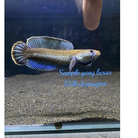 «TREND» Channa Andrao Single Figter 7Cm Full Pelet terbaik