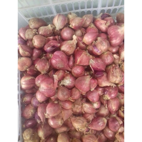 

Bawang Merah Brebes kiloan